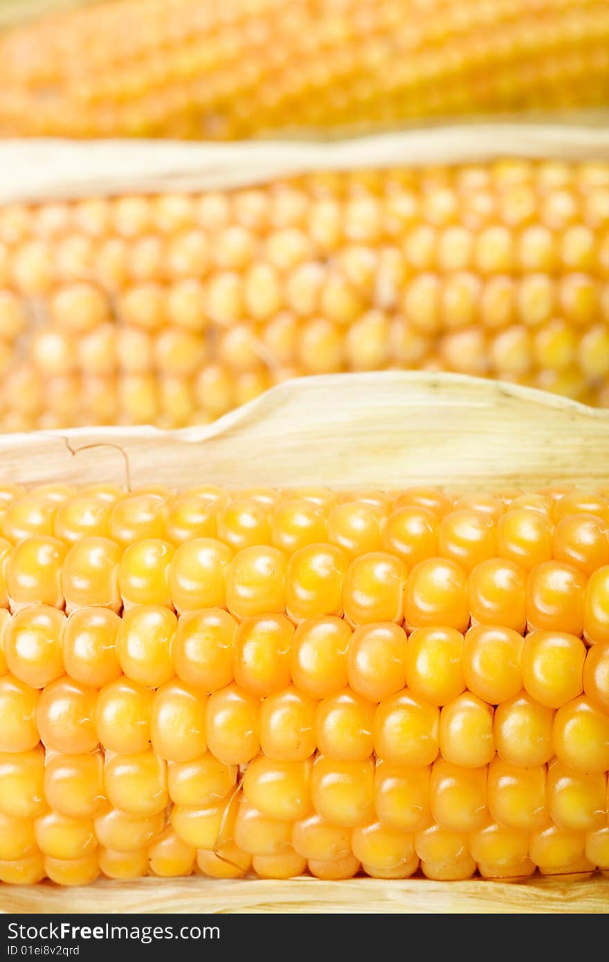 Freshly harvested corn close up