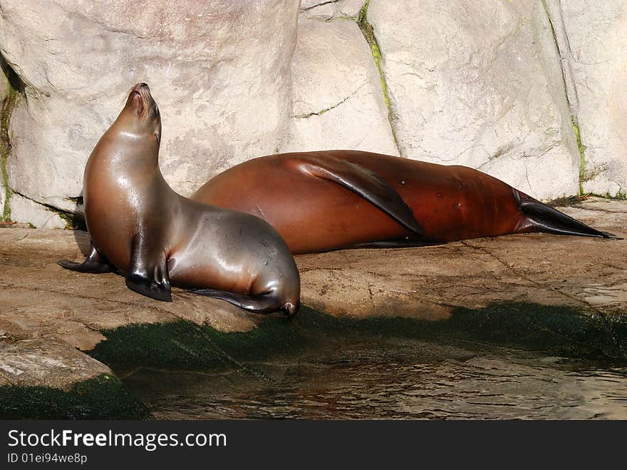 Sea-lions On Rocky Shore.