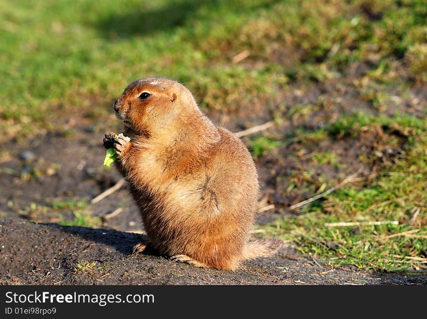 Prairie Dog