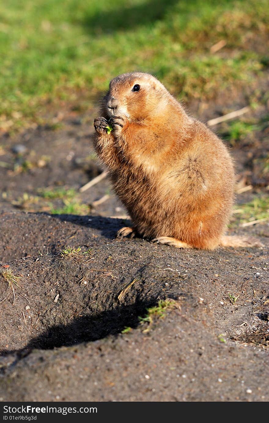 Prairie dog