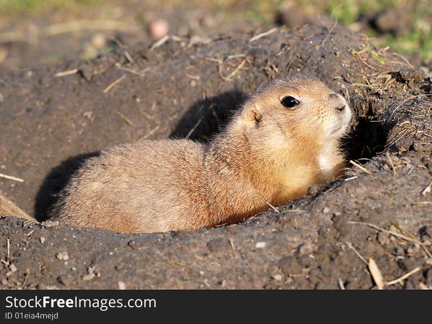 Prairie Dog