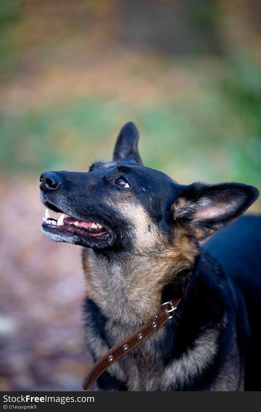 Dog looks at its master. Dog looks at its master