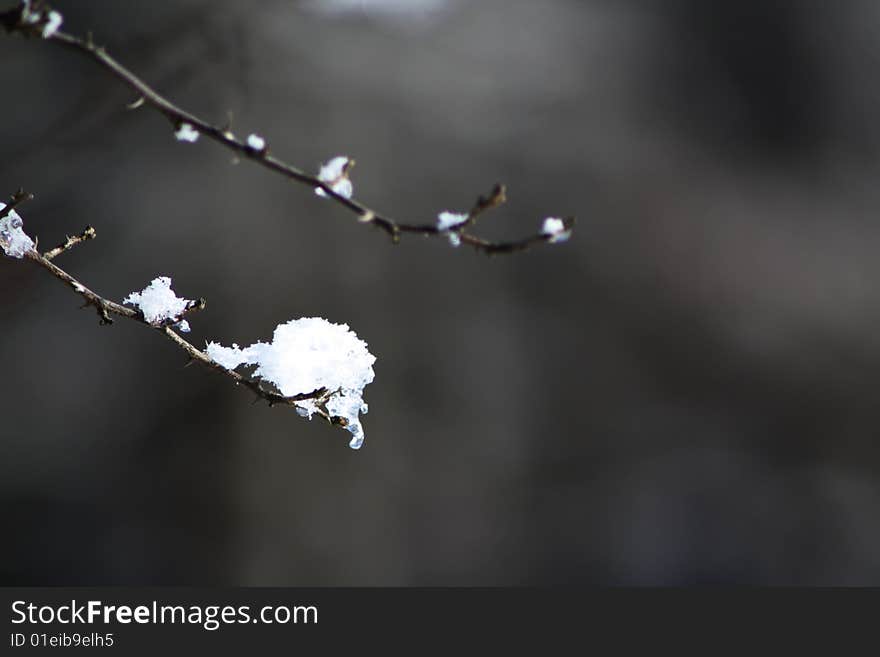 A macro of ice on a tree. A macro of ice on a tree