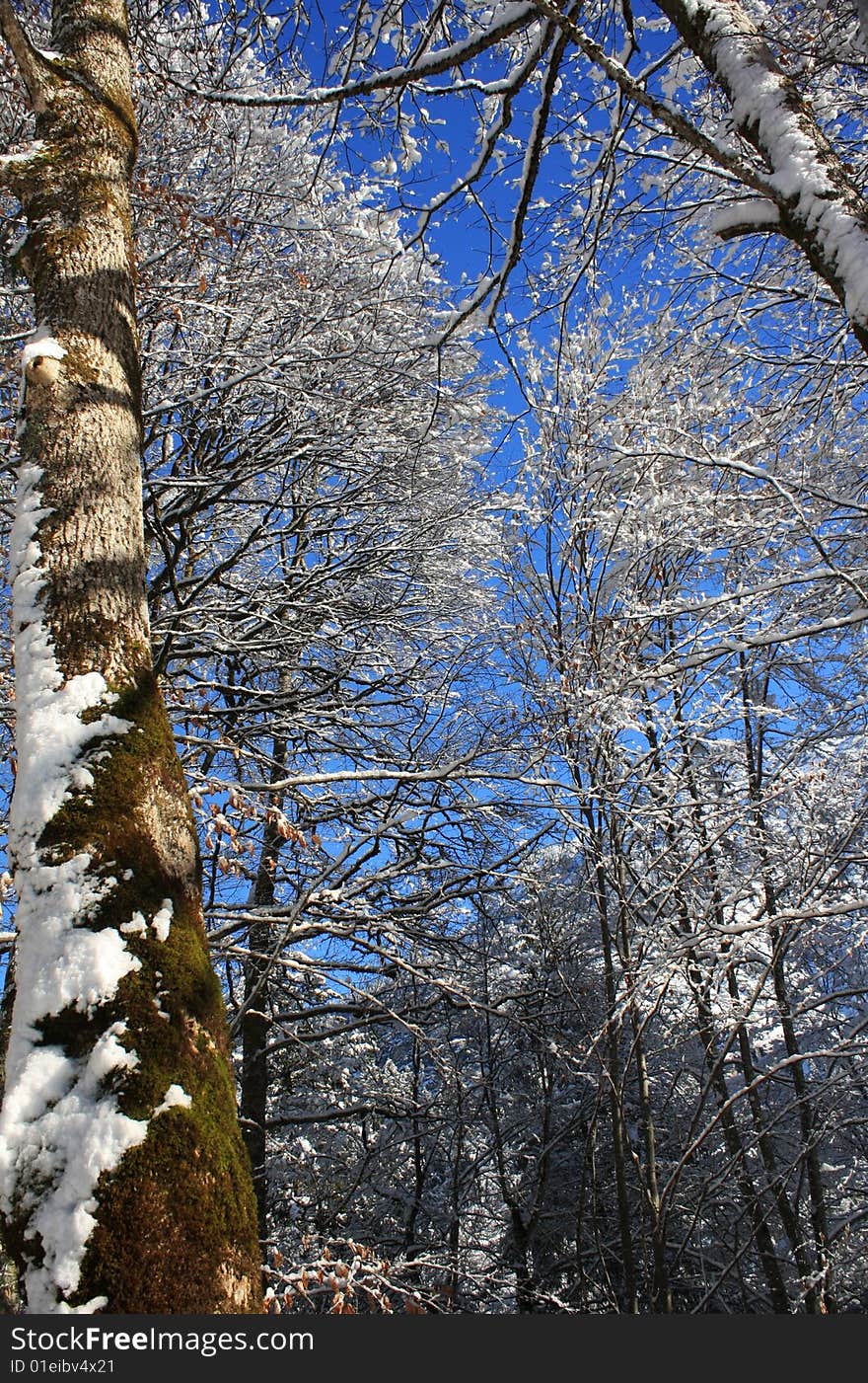 A frozen forest in sunlight. A frozen forest in sunlight