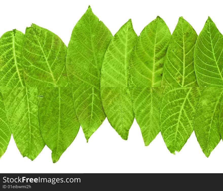 Color leaves background isolated on white