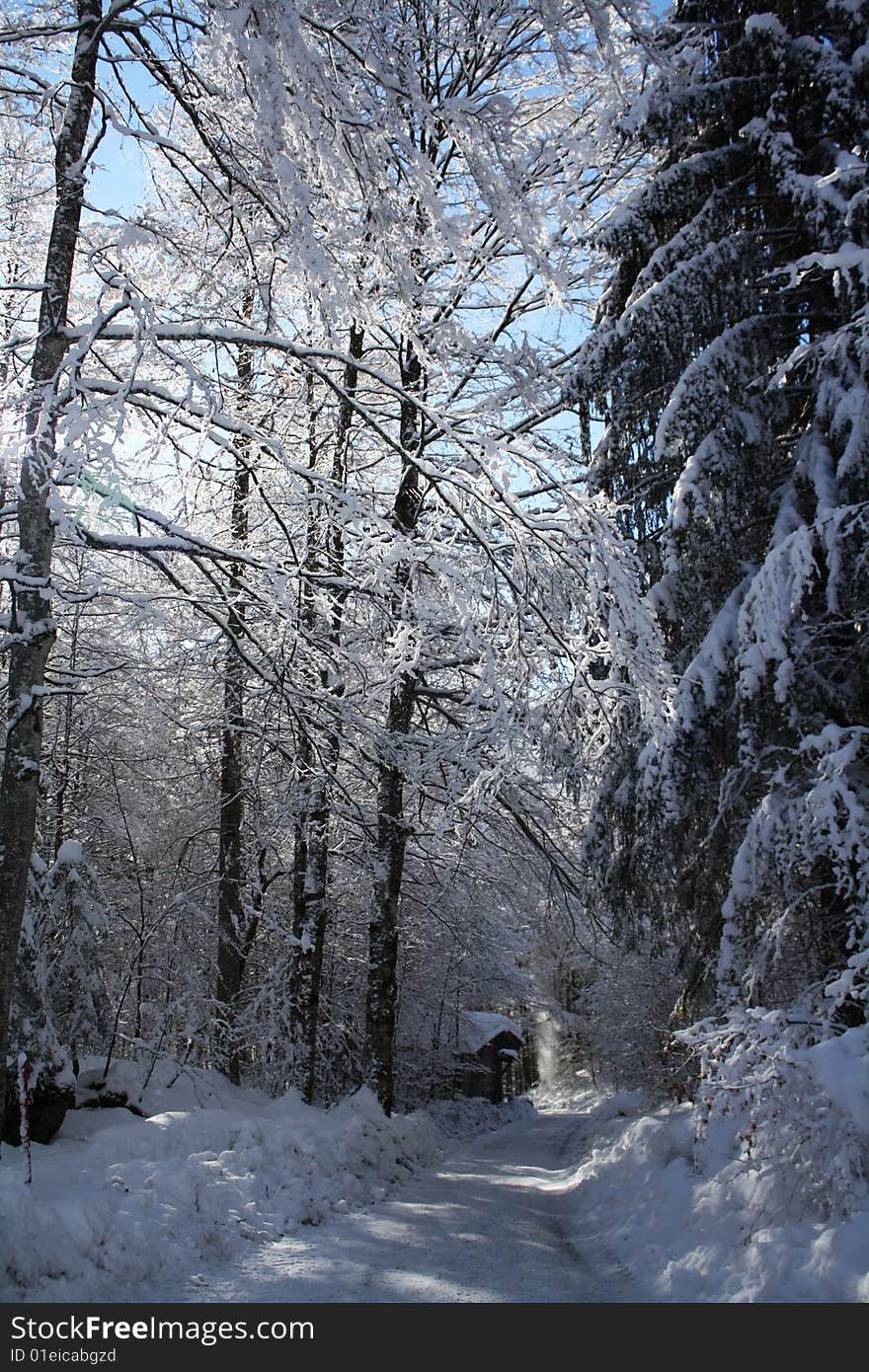 A frozen forest in sunlight. A frozen forest in sunlight