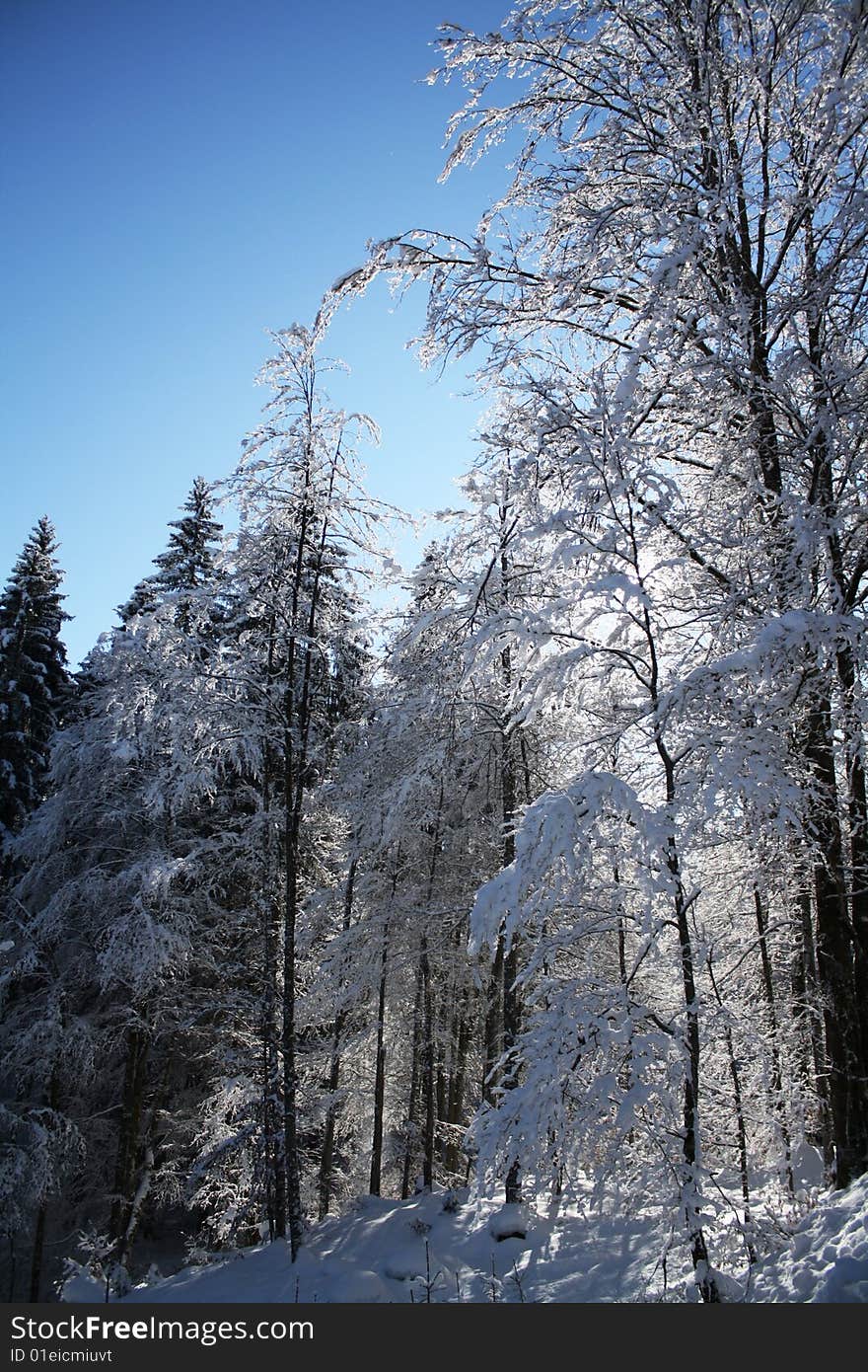 A frozen forest in sunlight. A frozen forest in sunlight