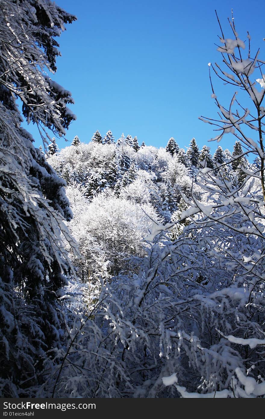 A frozen forest in sunlight. A frozen forest in sunlight