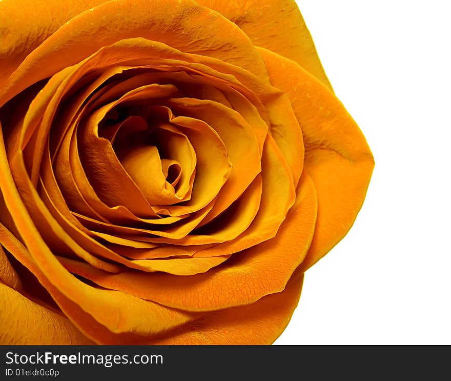 Rose isolated on white background. Rose isolated on white background.