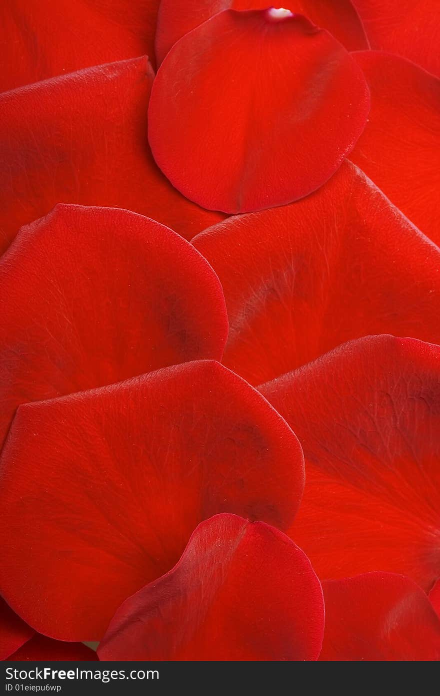 Beautiful red rose petals