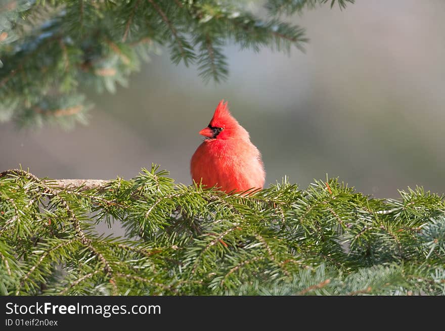 Northern cardinal in an evergreen