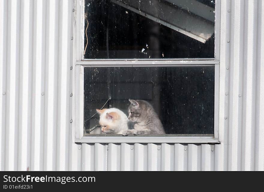 Two kittens in a window