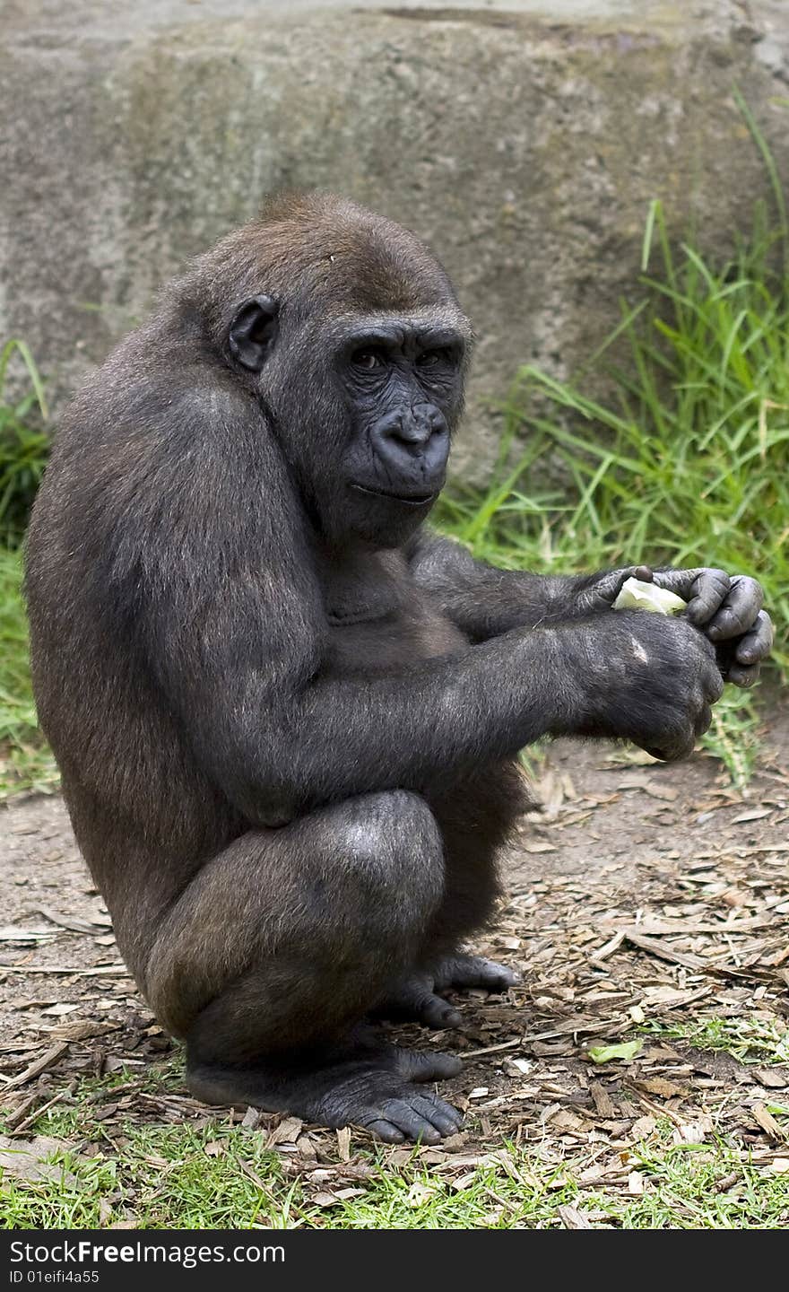 Chimpanzee at Taronga Zoo, Sydney, Australia