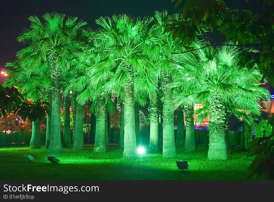 Night park in Sochi city with illuminate green projectors of a palm tree. Russia. Night park in Sochi city with illuminate green projectors of a palm tree. Russia.