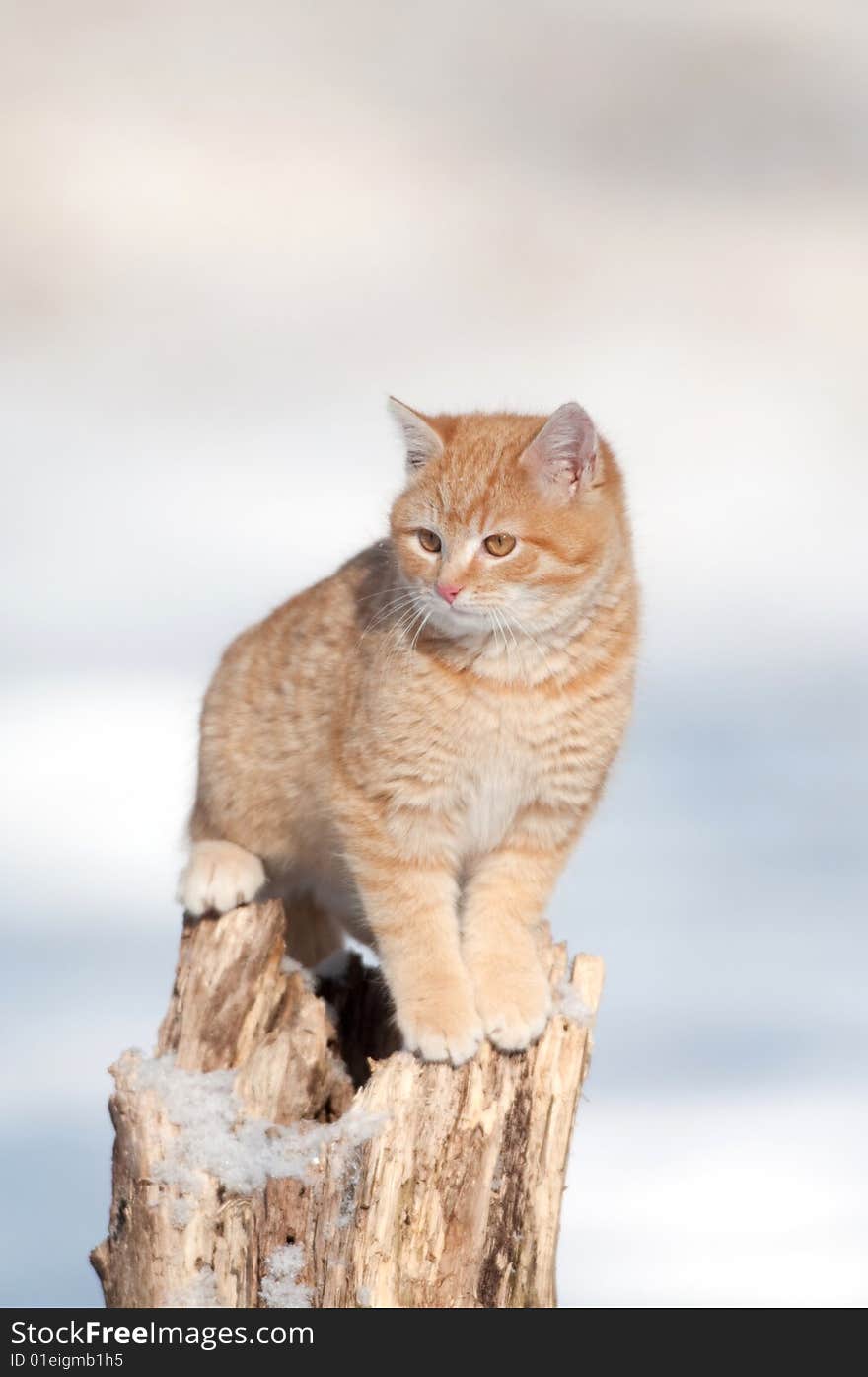 A kitten sits on a tree stump in a snowy yard. A kitten sits on a tree stump in a snowy yard