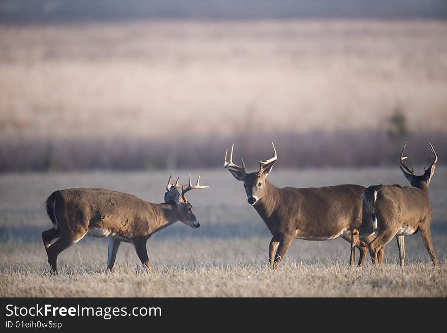 Three Whitetail Bucks