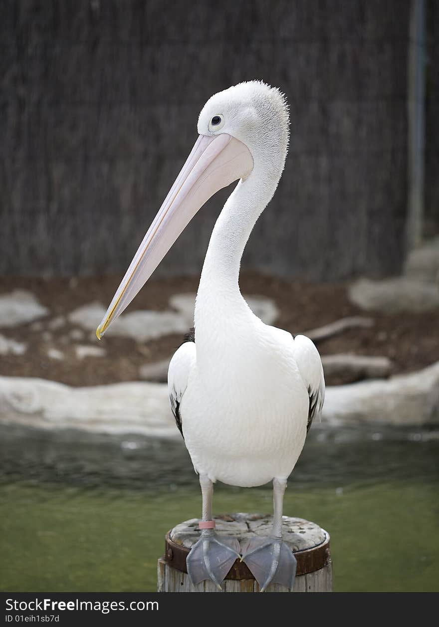 Pelican Posing for a Portrait at Taronga Zoo in Sydney, Australia