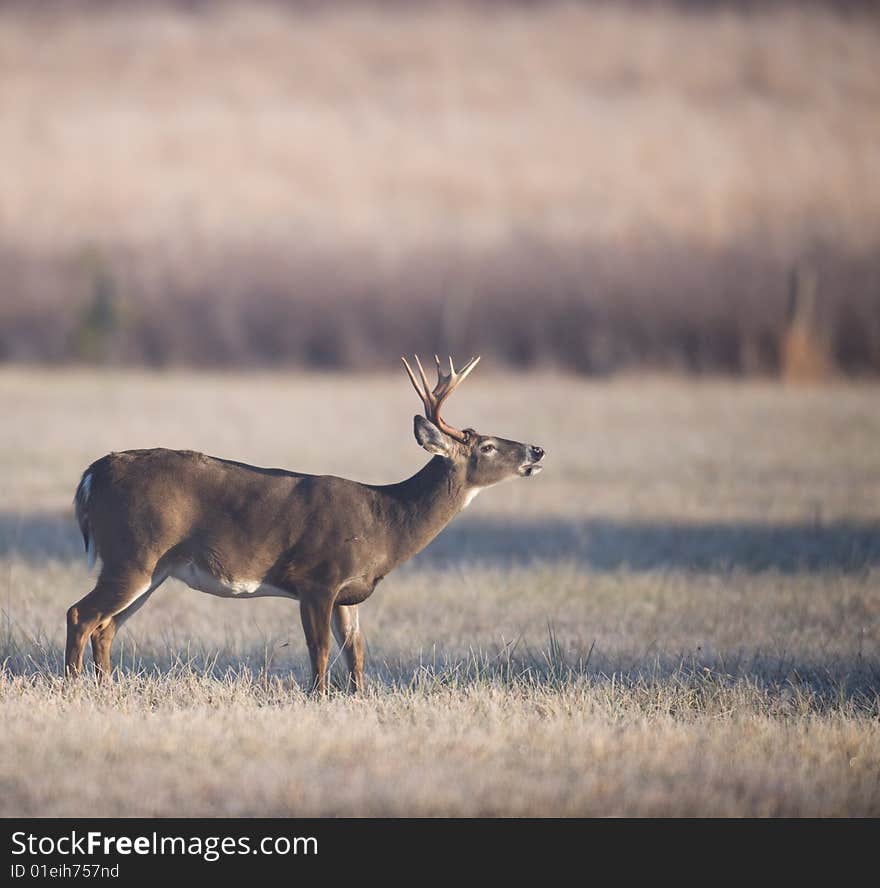 Whitetail buck lip curl