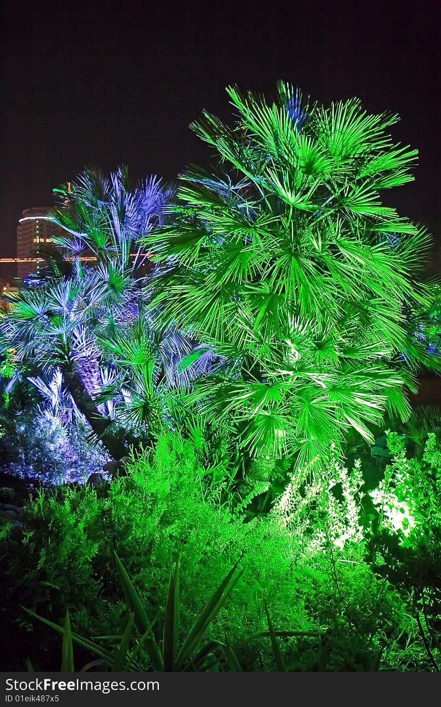 The illuminated palm trees green and dark blue light  in park city of Sochi, Russia. The illuminated palm trees green and dark blue light  in park city of Sochi, Russia.