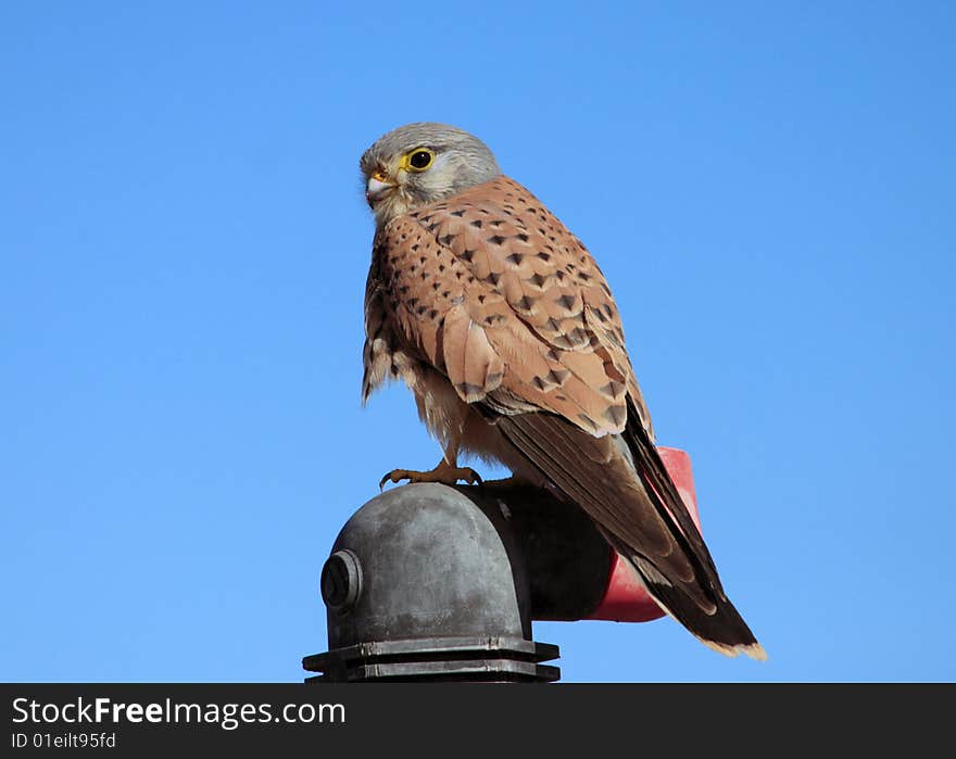 Portrait of standing  brown falcon