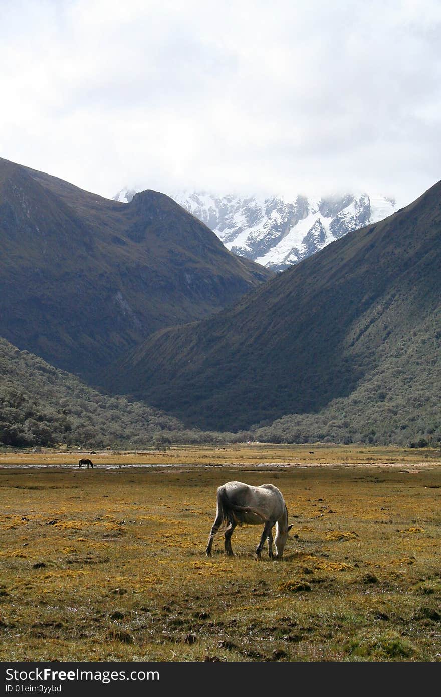 Horse on pastute (cordillera blanca - peru). Horse on pastute (cordillera blanca - peru)