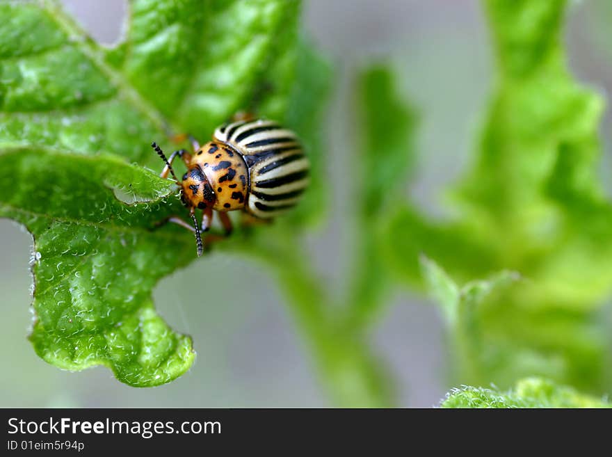 Colorado beetle