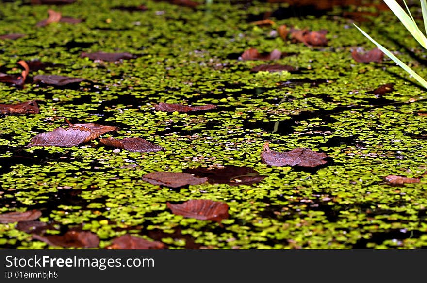 Pond scum on the lake surface