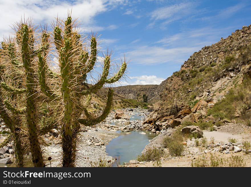 South america landscape with cactus on first plan