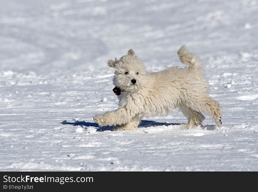 Little puppy is having fun in the snow