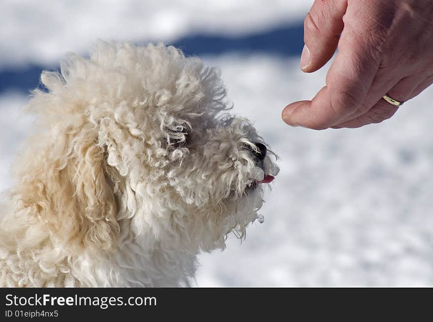 Man is feeding the dog. Man is feeding the dog