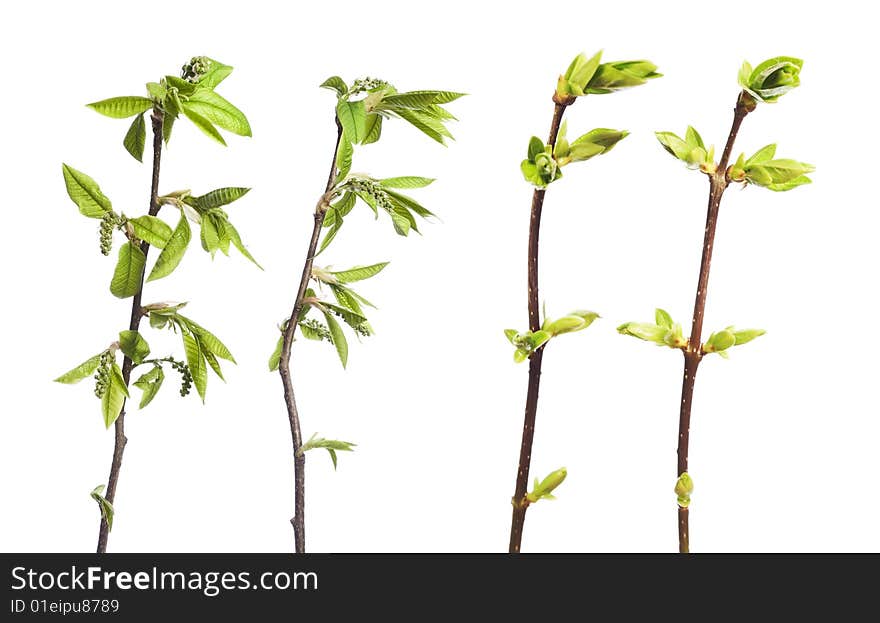 Plant isolated on white background.