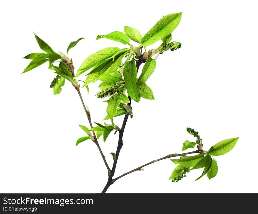 Plant isolated on white background.