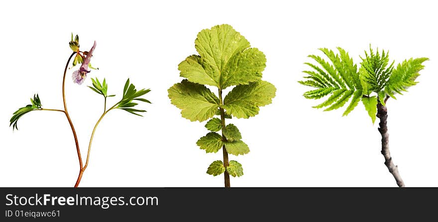 Plant isolated on white background.