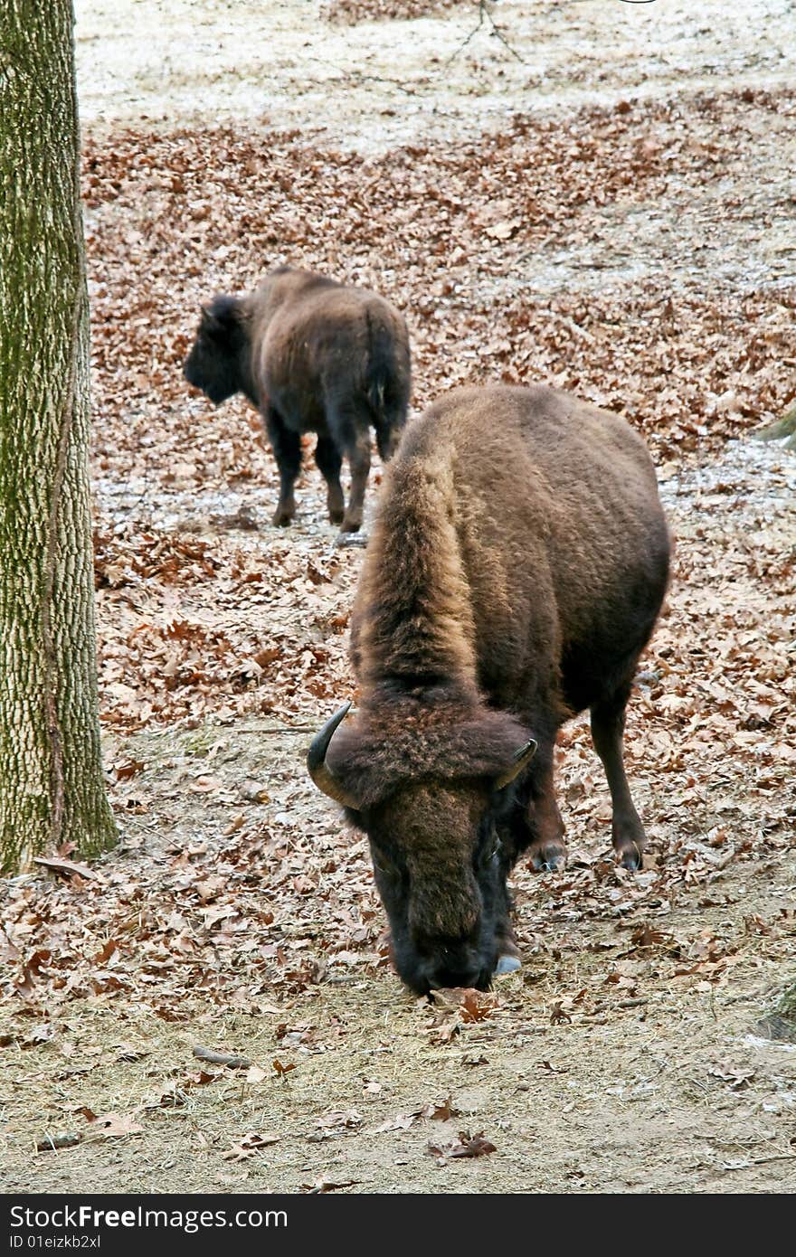 American bison feeding in field. American bison feeding in field