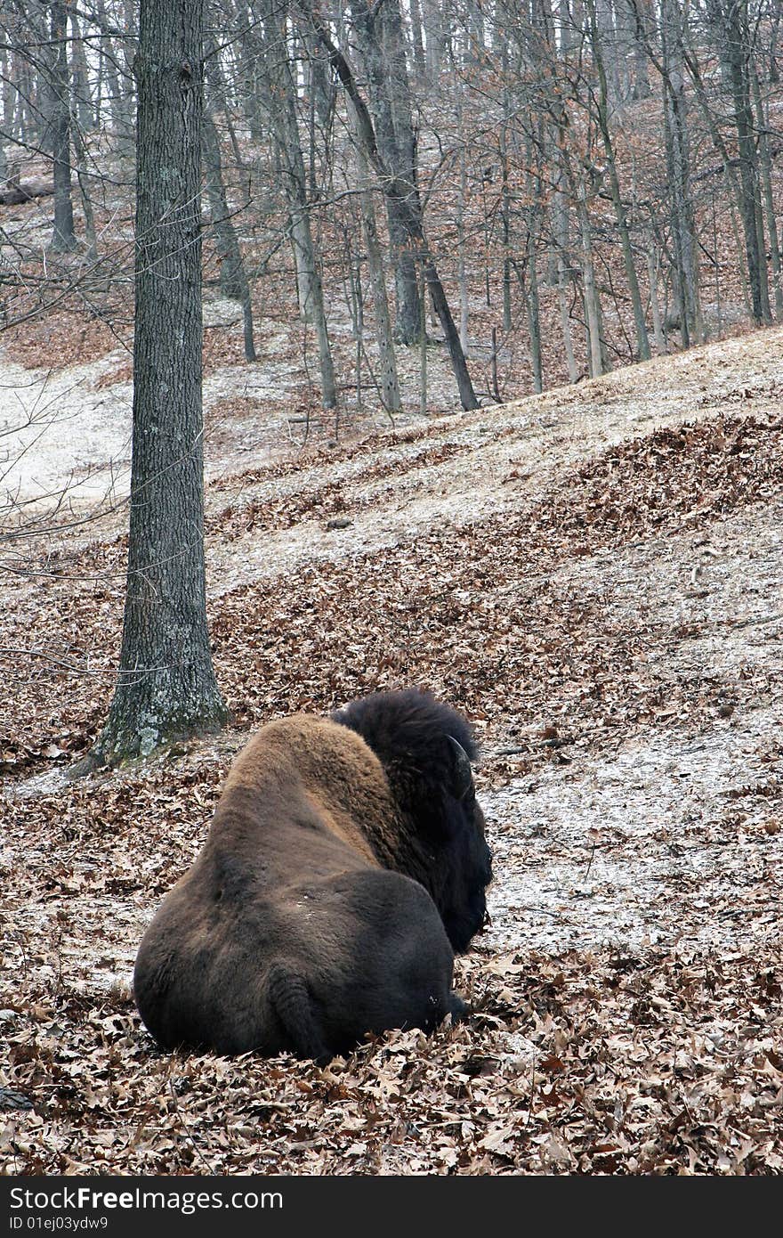 Bison in snow covered meadow. Bison in snow covered meadow