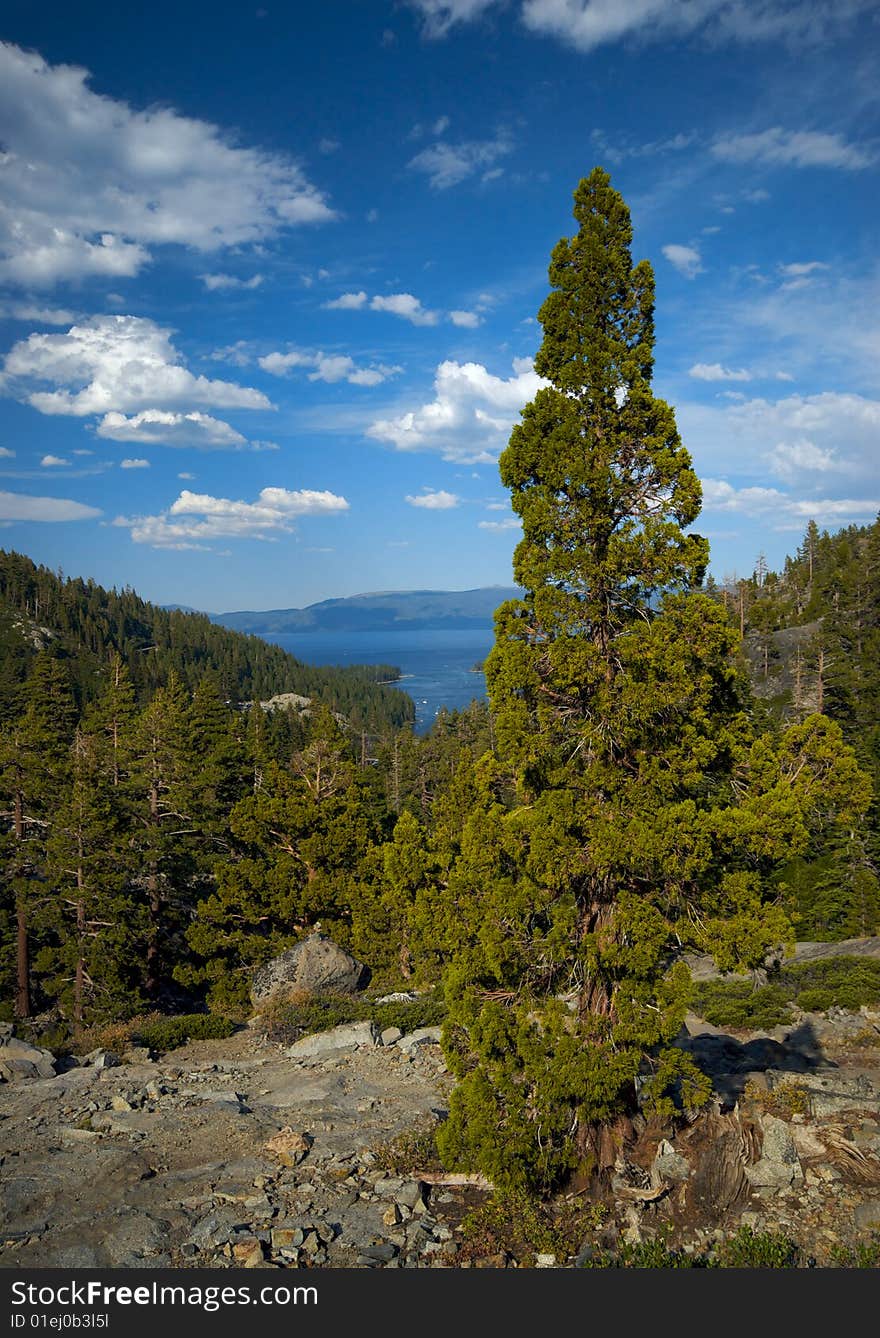 A lone pine tree stands out on a cliff overlooking lake Tahoe and the surrounding forest. A lone pine tree stands out on a cliff overlooking lake Tahoe and the surrounding forest