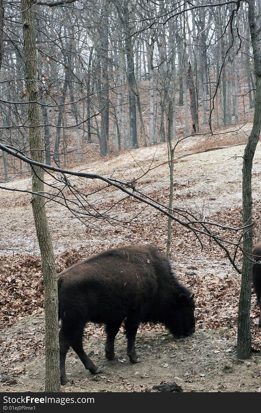 Buffalo feeding in snowy meadow