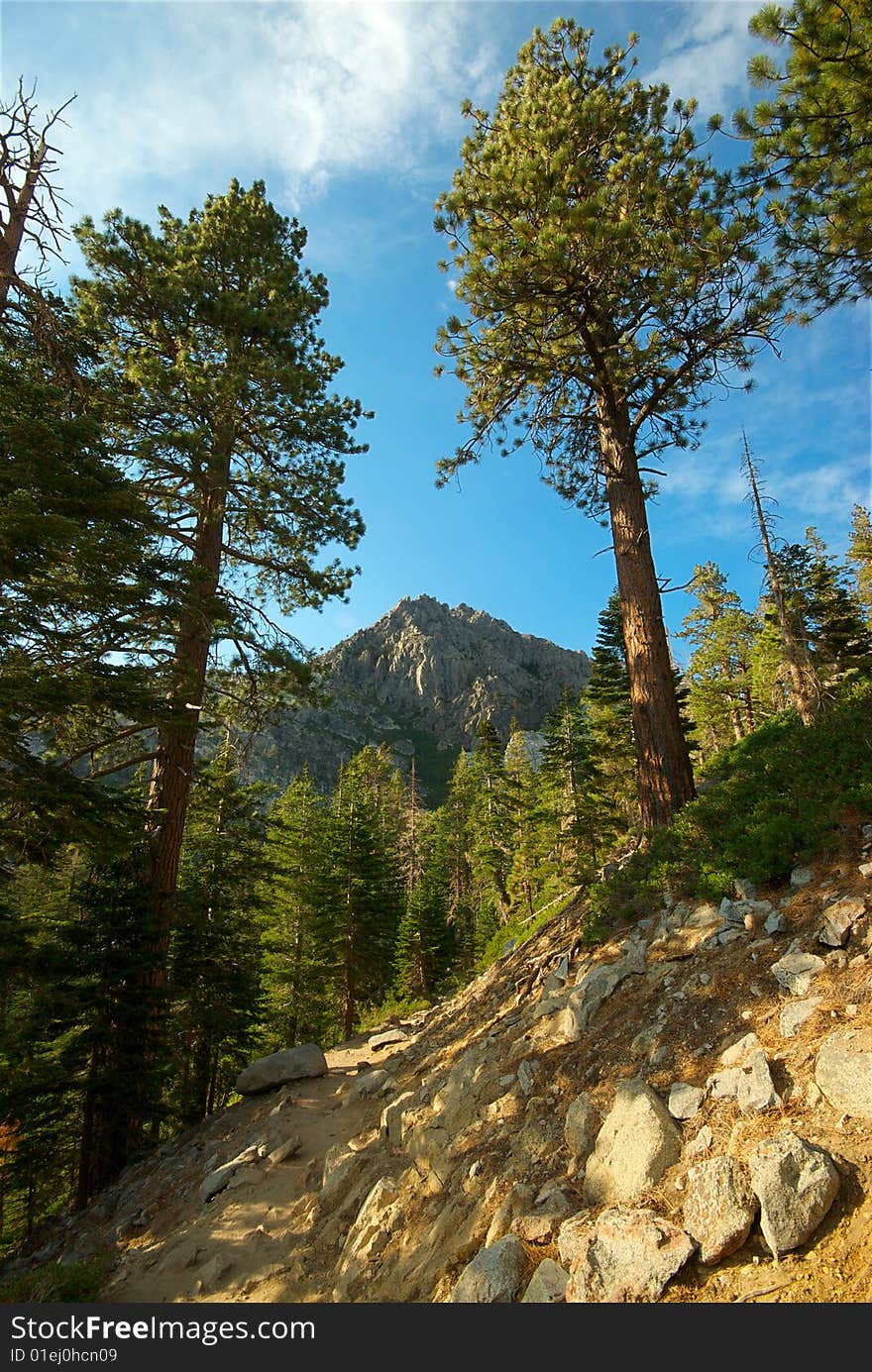 Towering pine trees frame a distant mountain peak in a forest. Towering pine trees frame a distant mountain peak in a forest