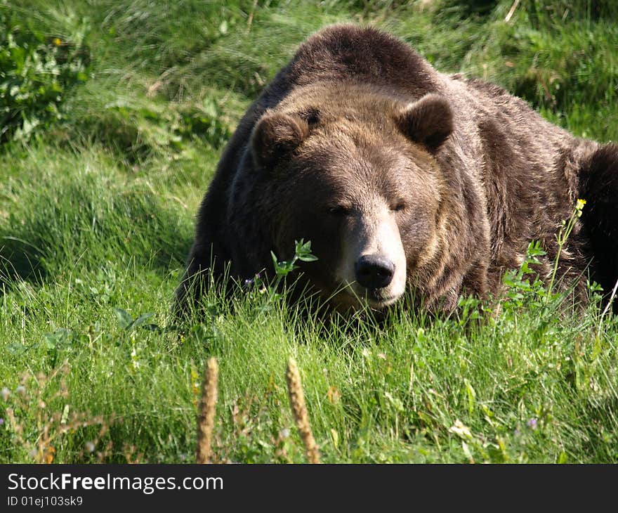 This grizzly bear appears to be taking a nap let sleeping bears sleep. This grizzly bear appears to be taking a nap let sleeping bears sleep.