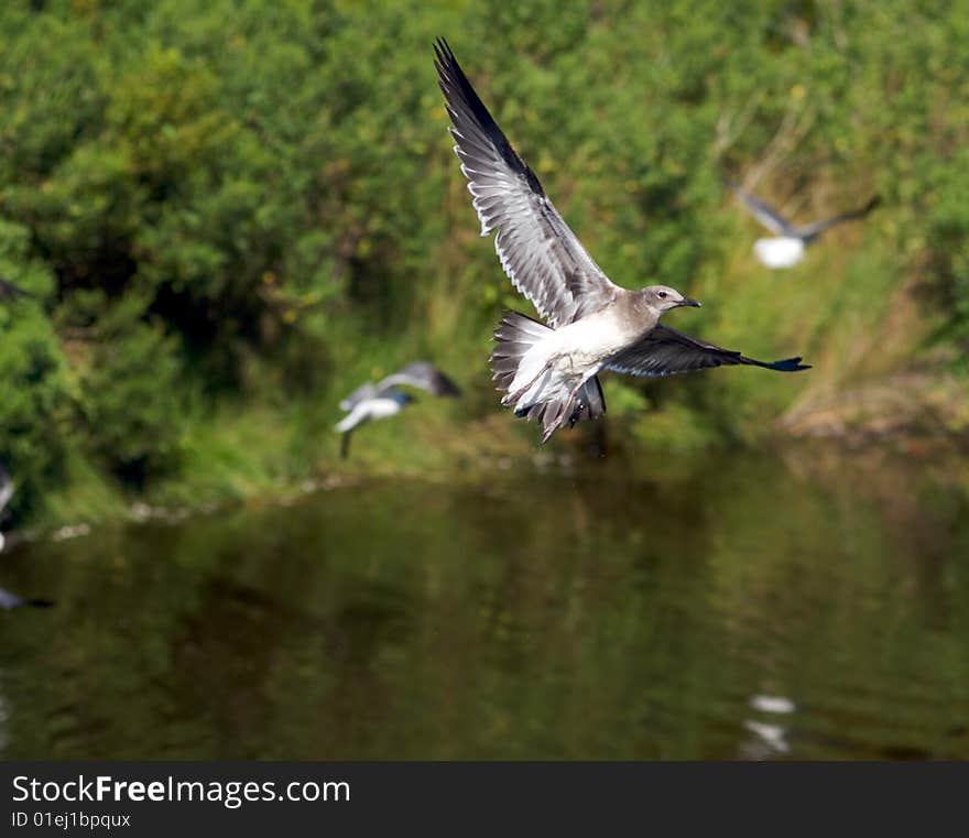 A seagull soars through the air