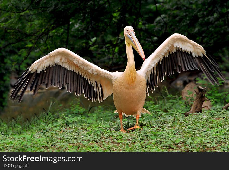 Pink pelican