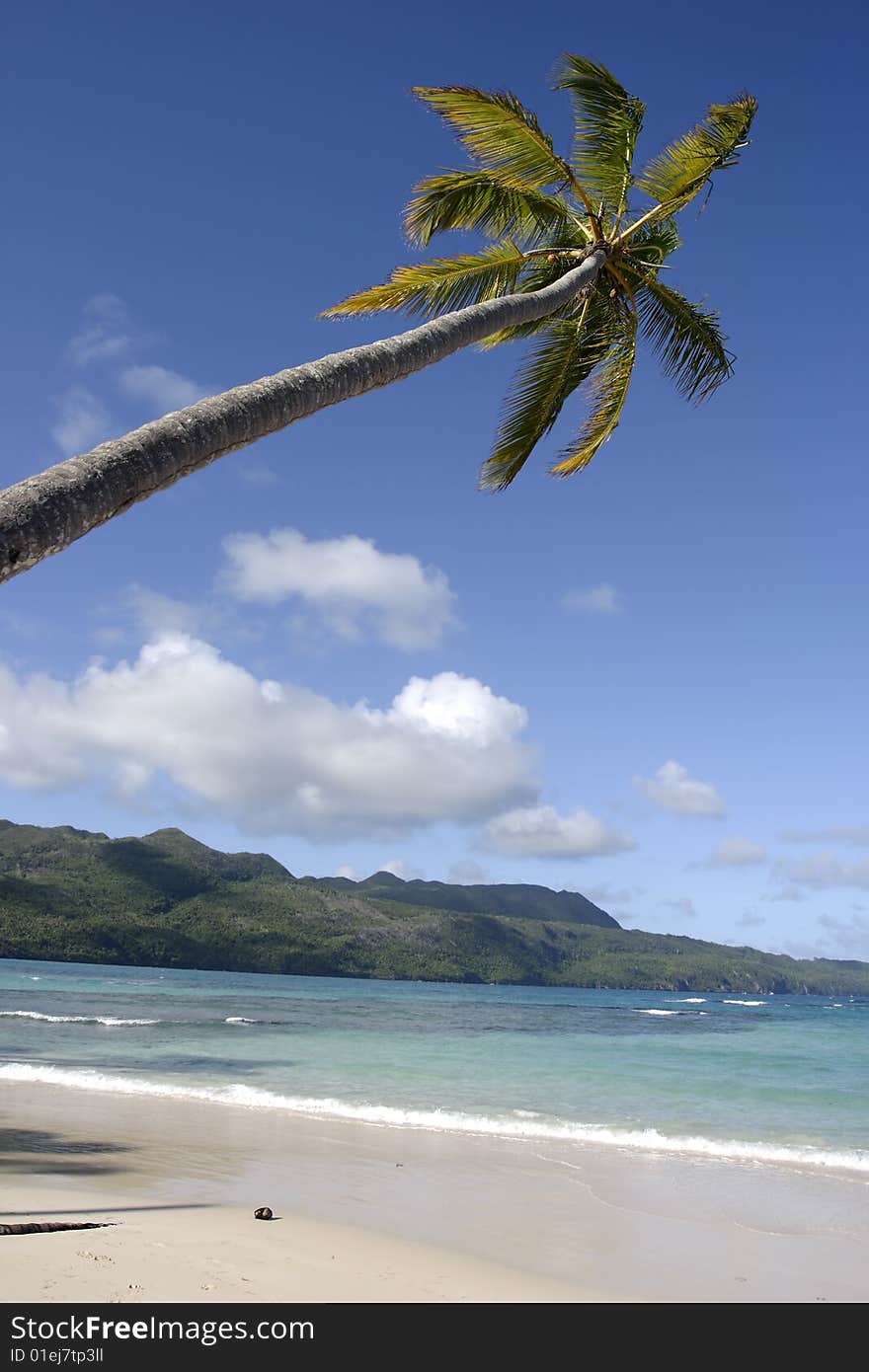 Palm tree at Rincon beach in the Dominican Republic. Palm tree at Rincon beach in the Dominican Republic.