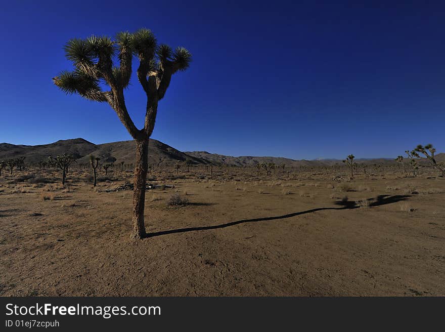 A Joshua tree in Joshua Tree National Park, California. A Joshua tree in Joshua Tree National Park, California