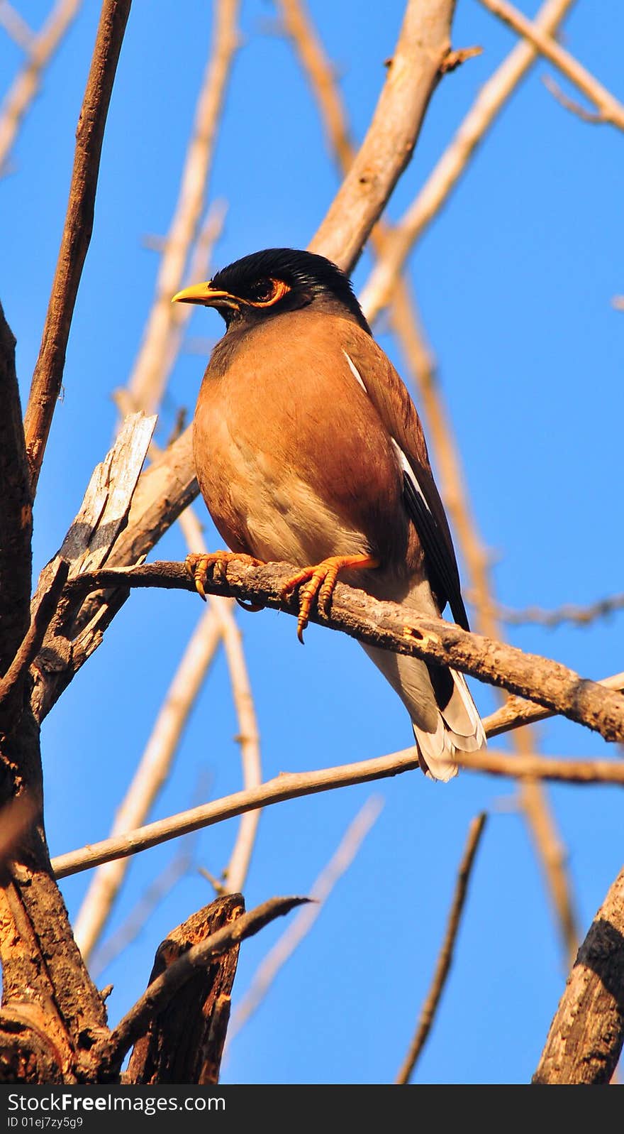 Common myna sitting on the tree.