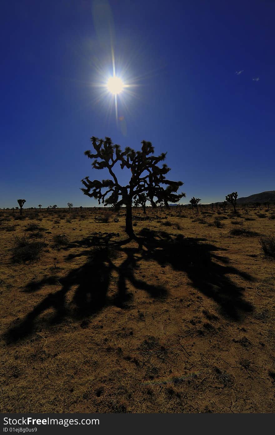 Sunset by a Joshua tree in Joshua Tree National Park, California. Sunset by a Joshua tree in Joshua Tree National Park, California