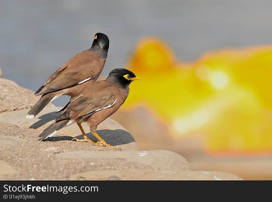 Two mynas sitting on the stone wall.