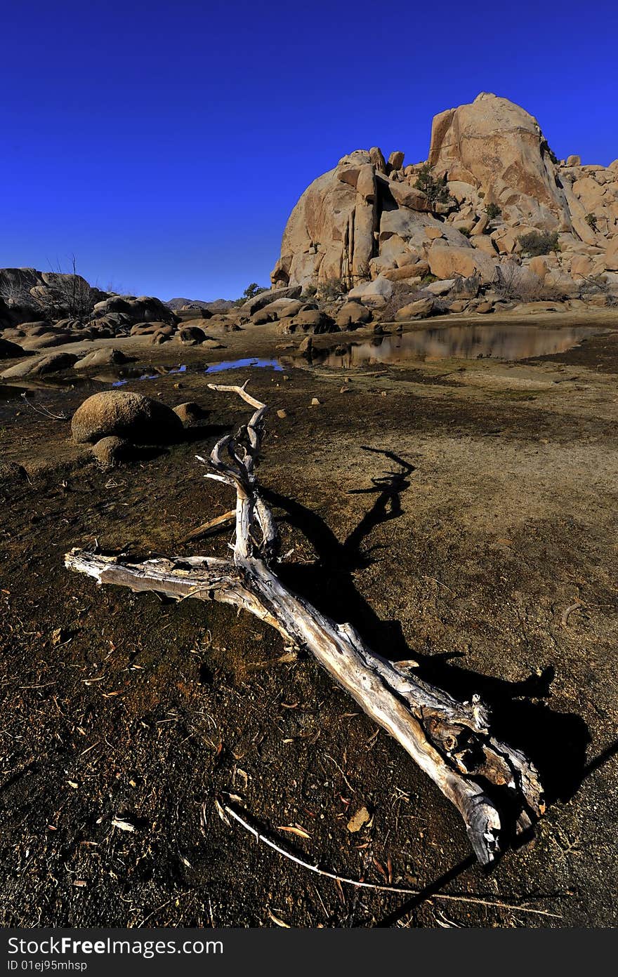 Old Bark in Joshua Tree National park