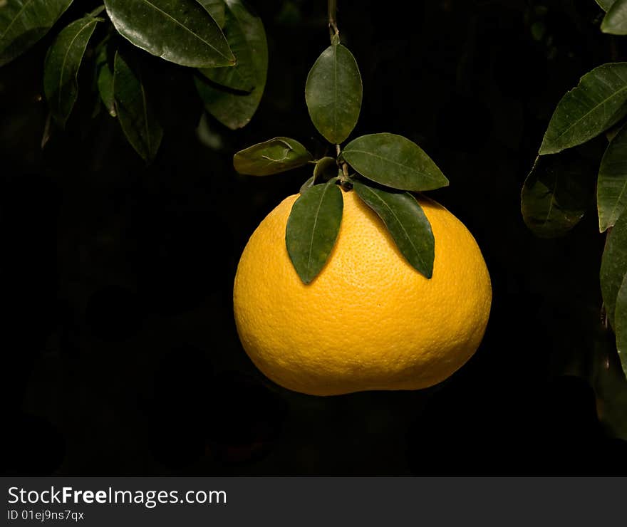 Close up of tangerine isolated ob black background