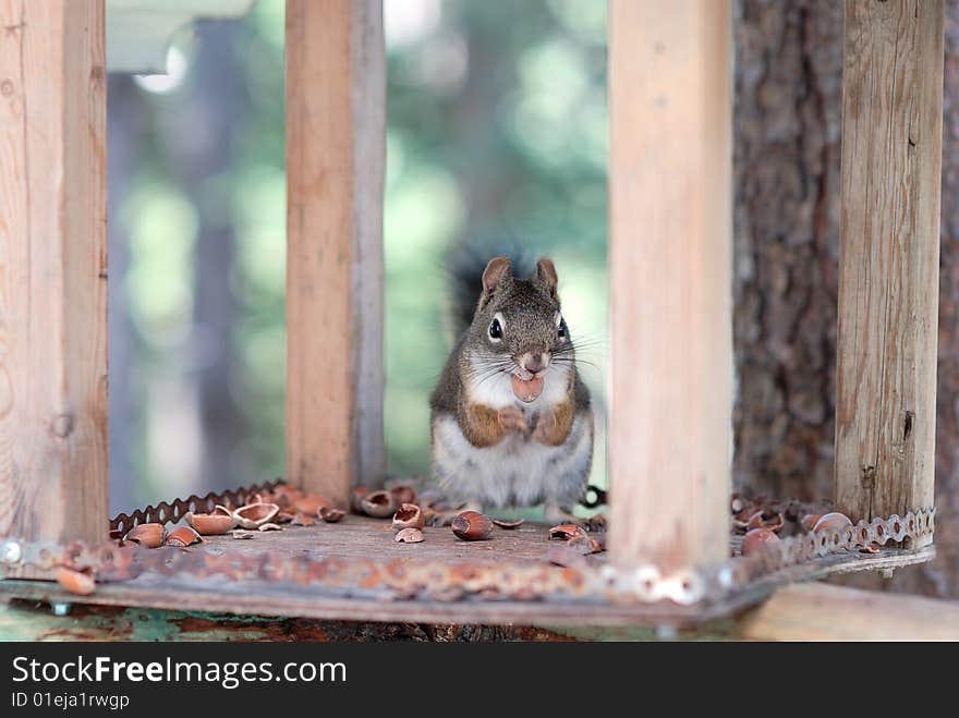 Squirrel eating nuts on feeder