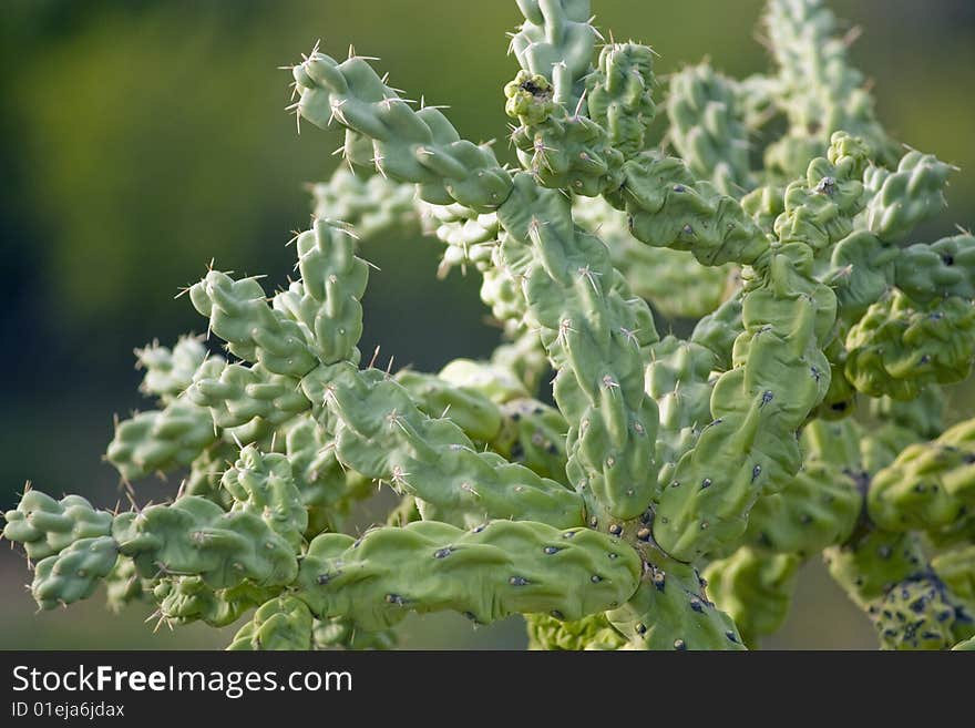 Desert Cactus